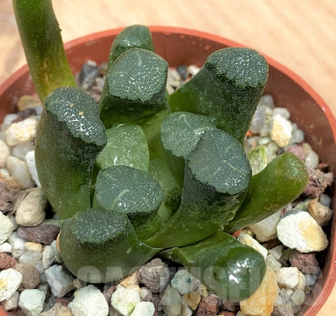 SHPR10550 Haworthia maughanii - Image 2