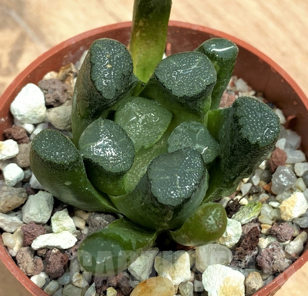 SHPR10550 Haworthia maughanii