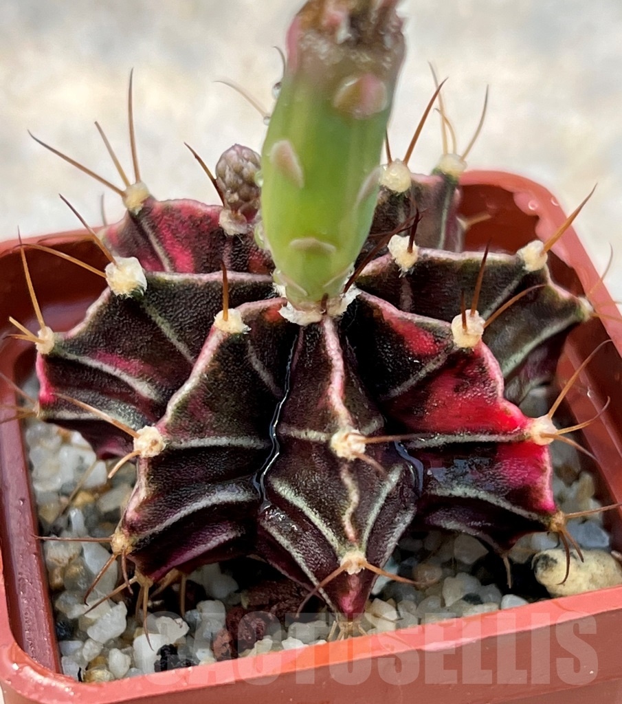 SHPR10545 Gymnocalycium friedrichii f. variegated - Image 2