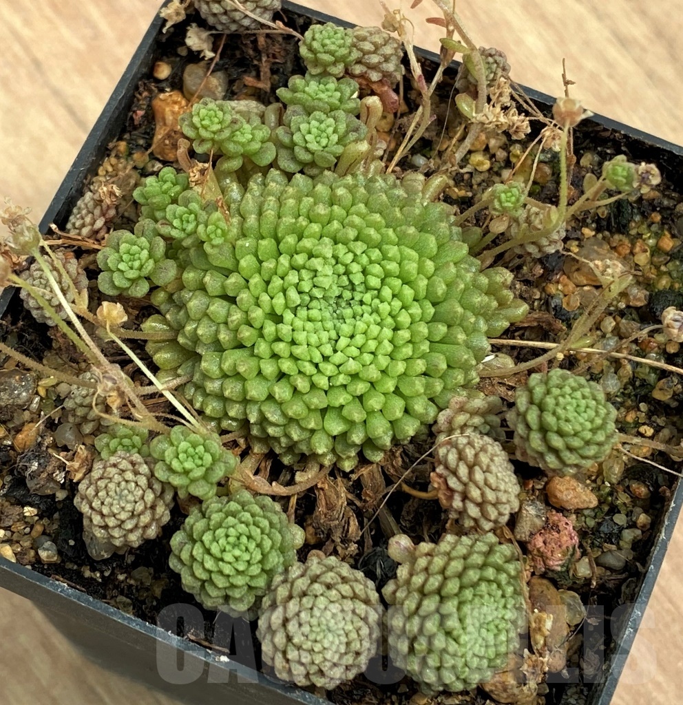 SHPR10553 Monanthes pallens