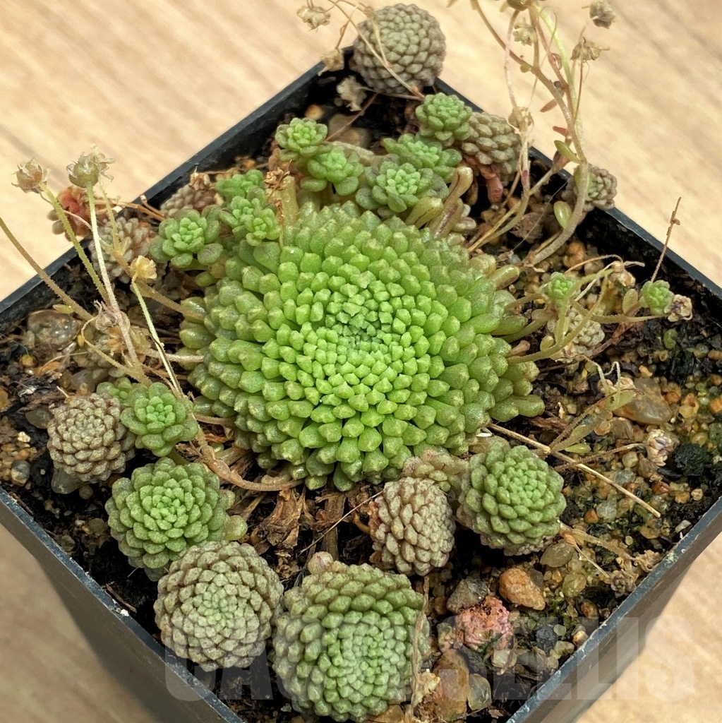 SHPR10553 Monanthes pallens - Image 2