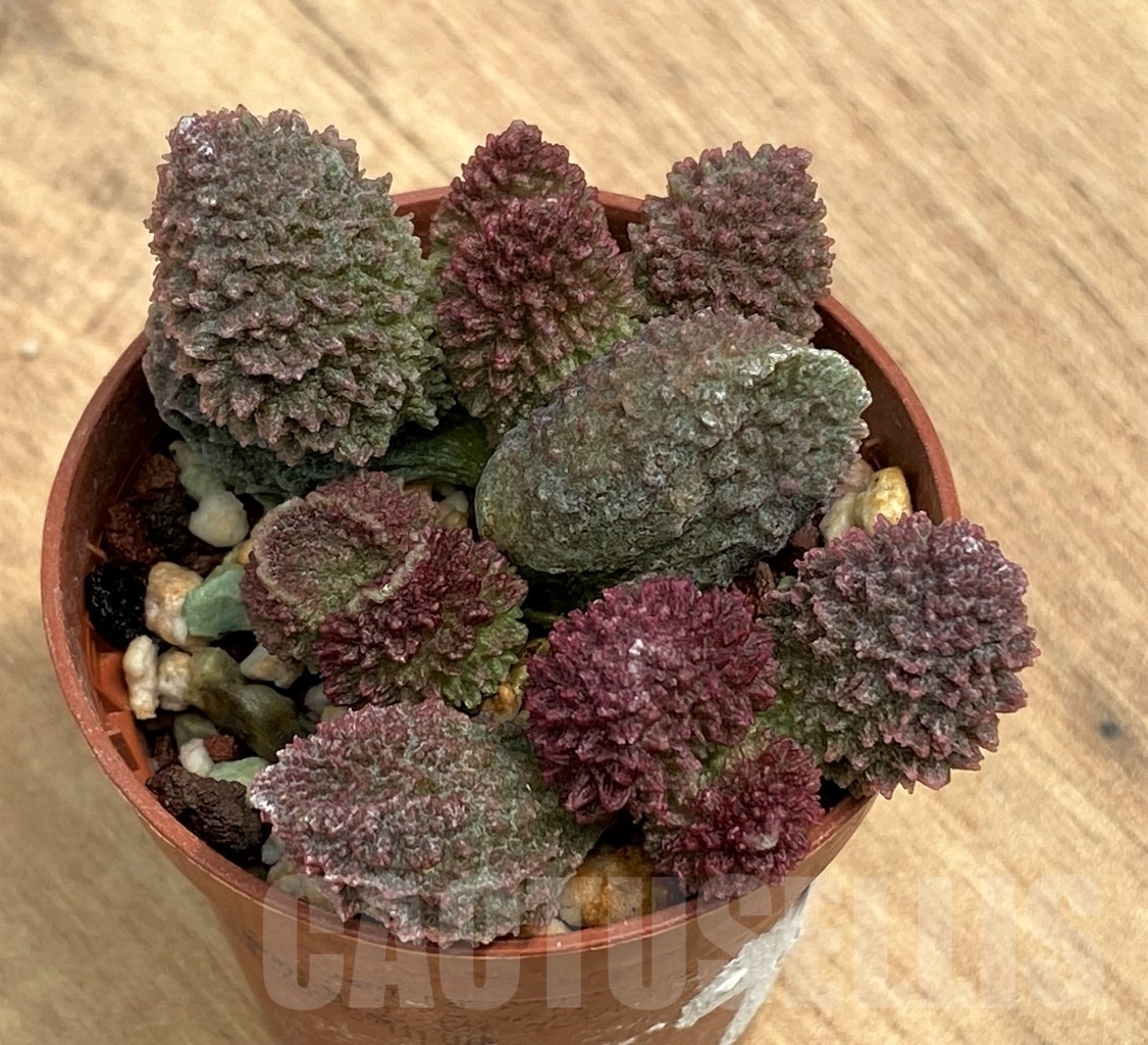 SHPR10555 Adromischus marianae f. herrei cv.