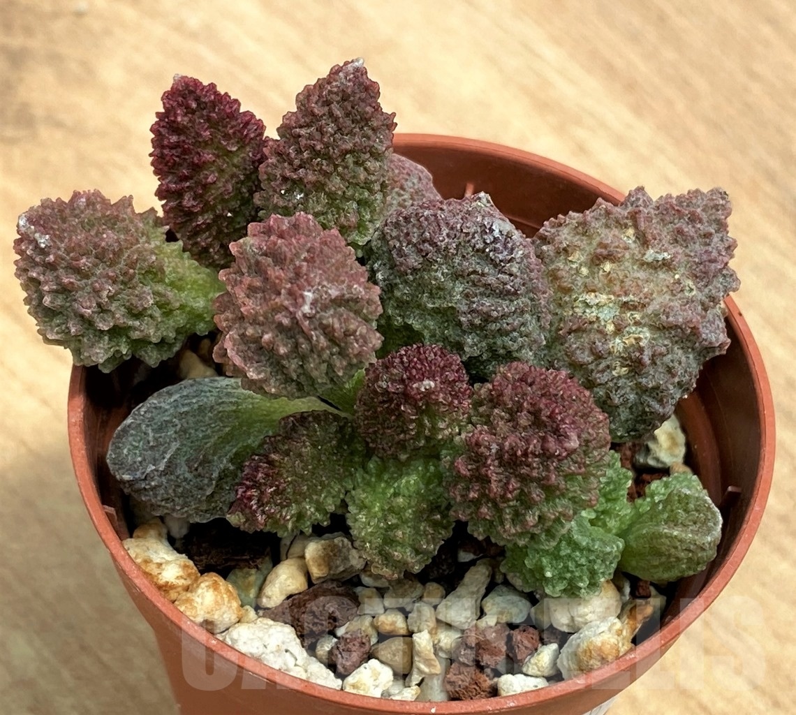 SHPR10556 Adromischus marianae f. herrei cv.