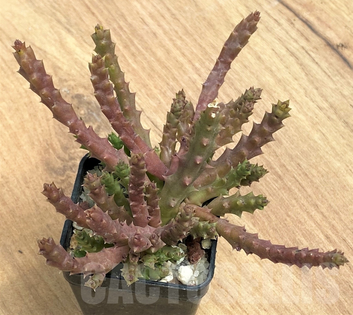 SHPR10557 Stapelia variegata