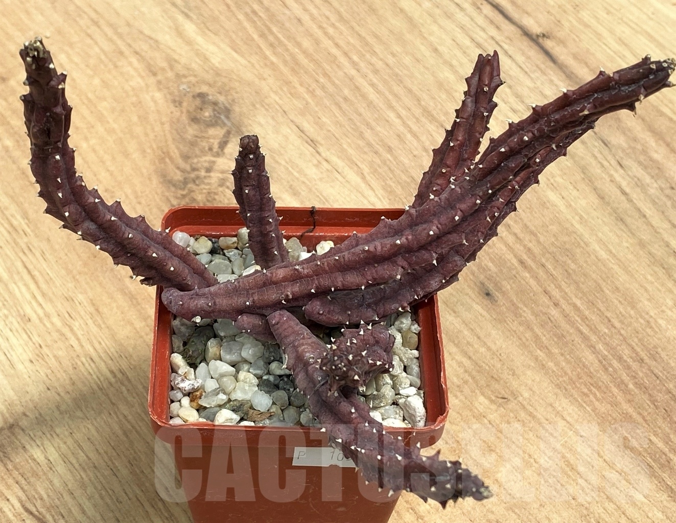 SHPR10558 Huernia hislopii