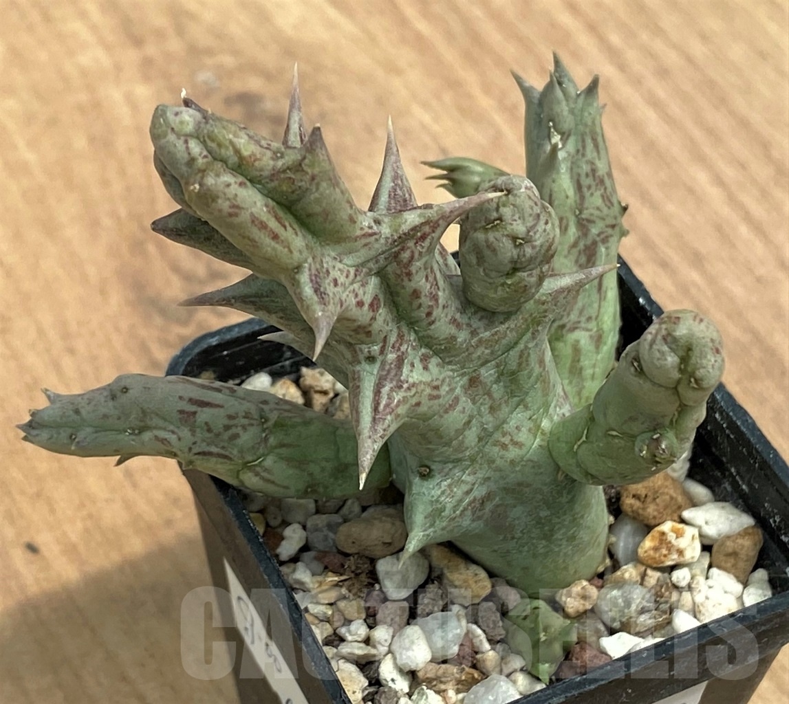 SHPR10559 Orbea decaisneana