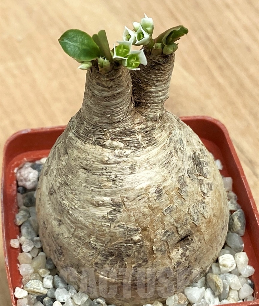 SHPR10560 Euphorbia primulifolia