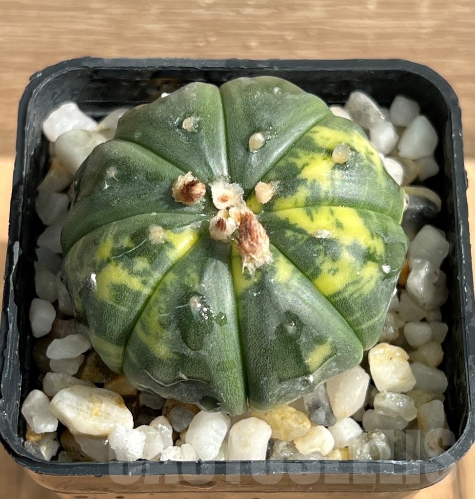 SHPR10544 Astrophytum asterias variegata - Image 2