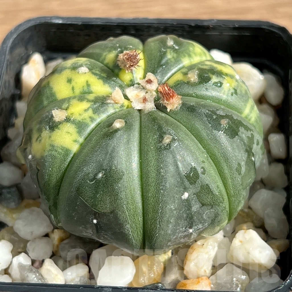 SHPR10544 Astrophytum asterias variegata