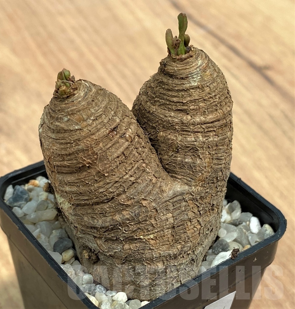 SHPR10564 Euphorbia Spanningii