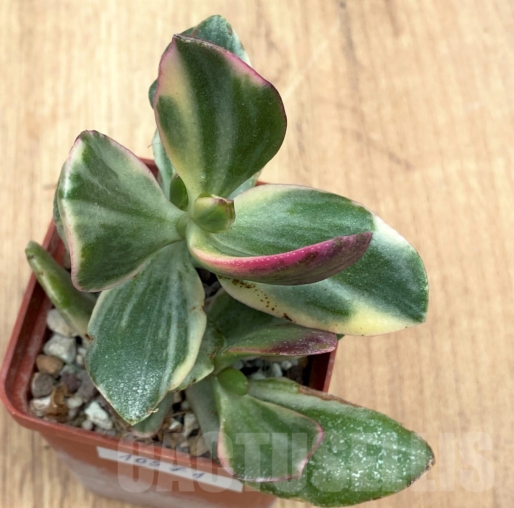 SHPR10571 Crassula arborescens variegated - Image 2