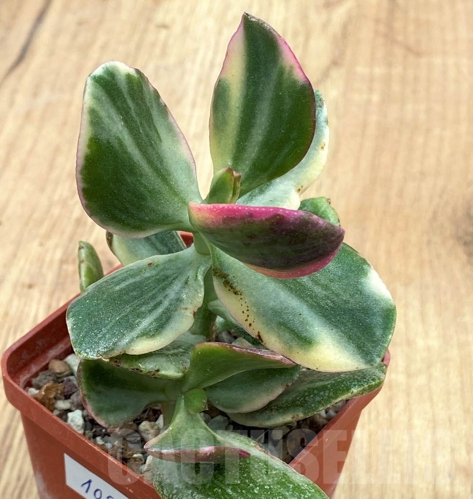 SHPR10571 Crassula arborescens variegated