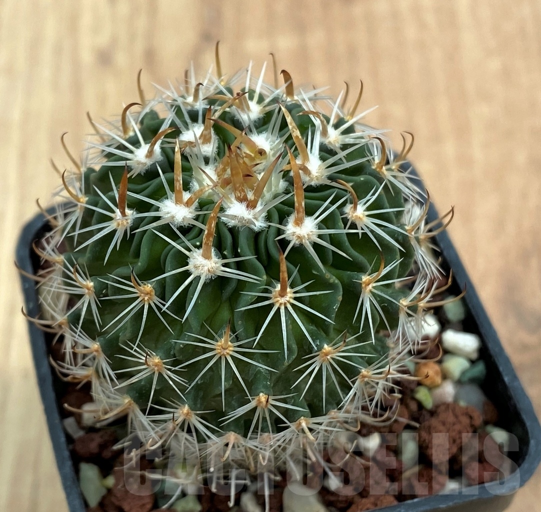 SHPR10572 Stenocactus multicostatus - Image 2