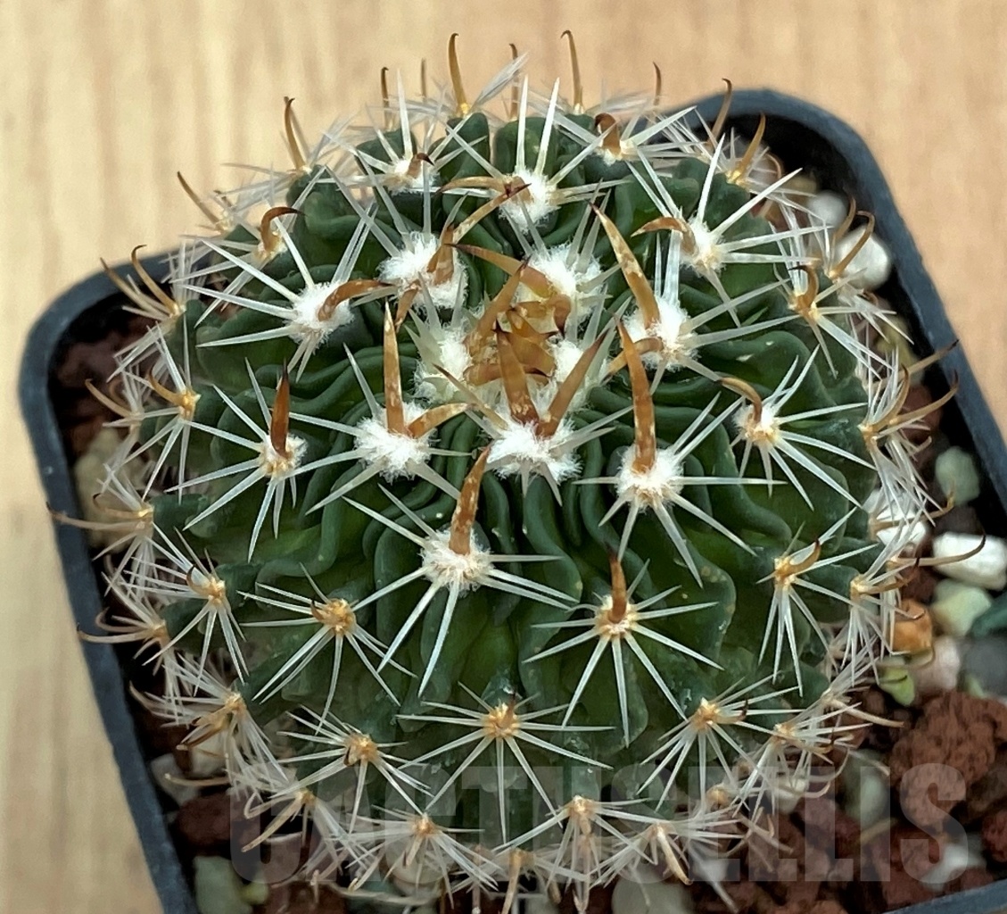 SHPR10572 Stenocactus multicostatus