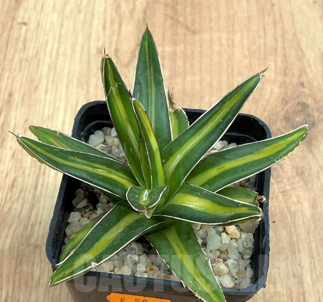 SHPR10573 Agave victoriae-reginae ‘Giant’