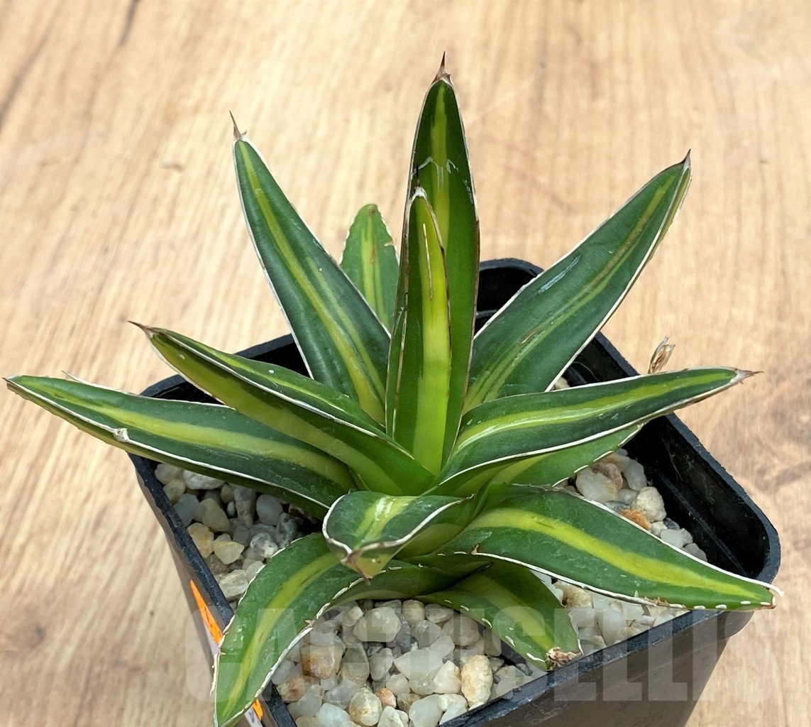 SHPR10573 Agave victoriae-reginae ‘Giant’ - Image 2