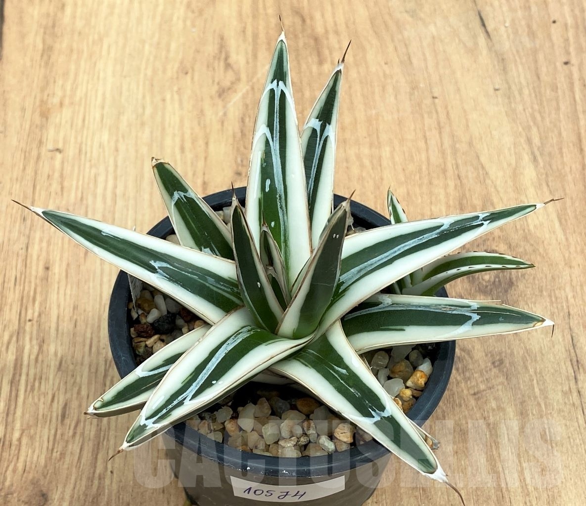 SHPR10574 Agave Victoriae Reginae White Rhino - Image 2