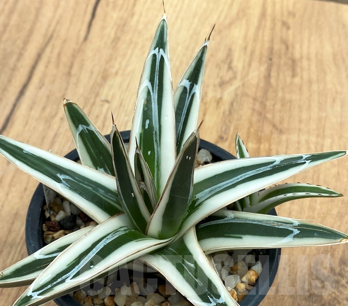 SHPR10574 Agave Victoriae Reginae White Rhino