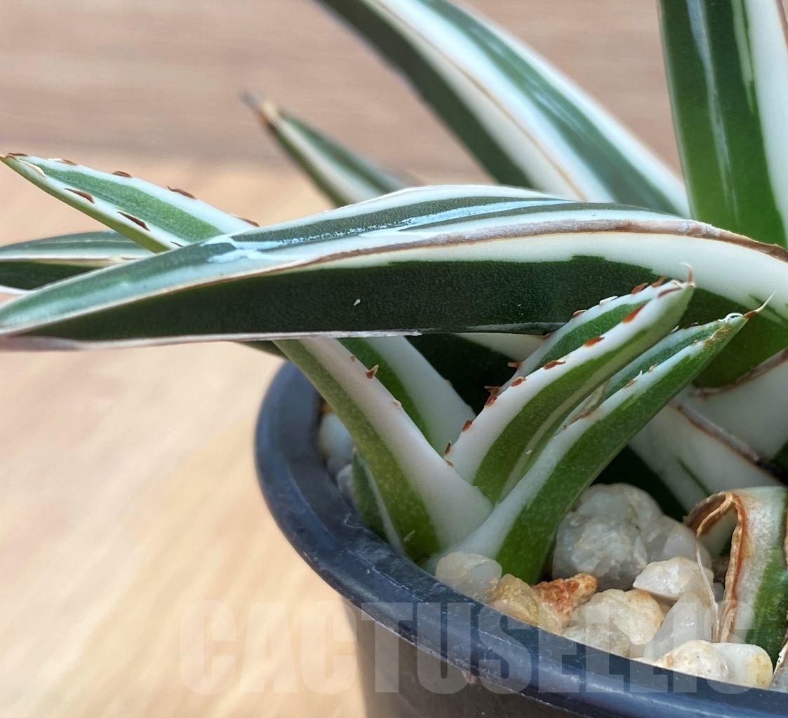 SHPR10574 Agave Victoriae Reginae White Rhino - Image 3