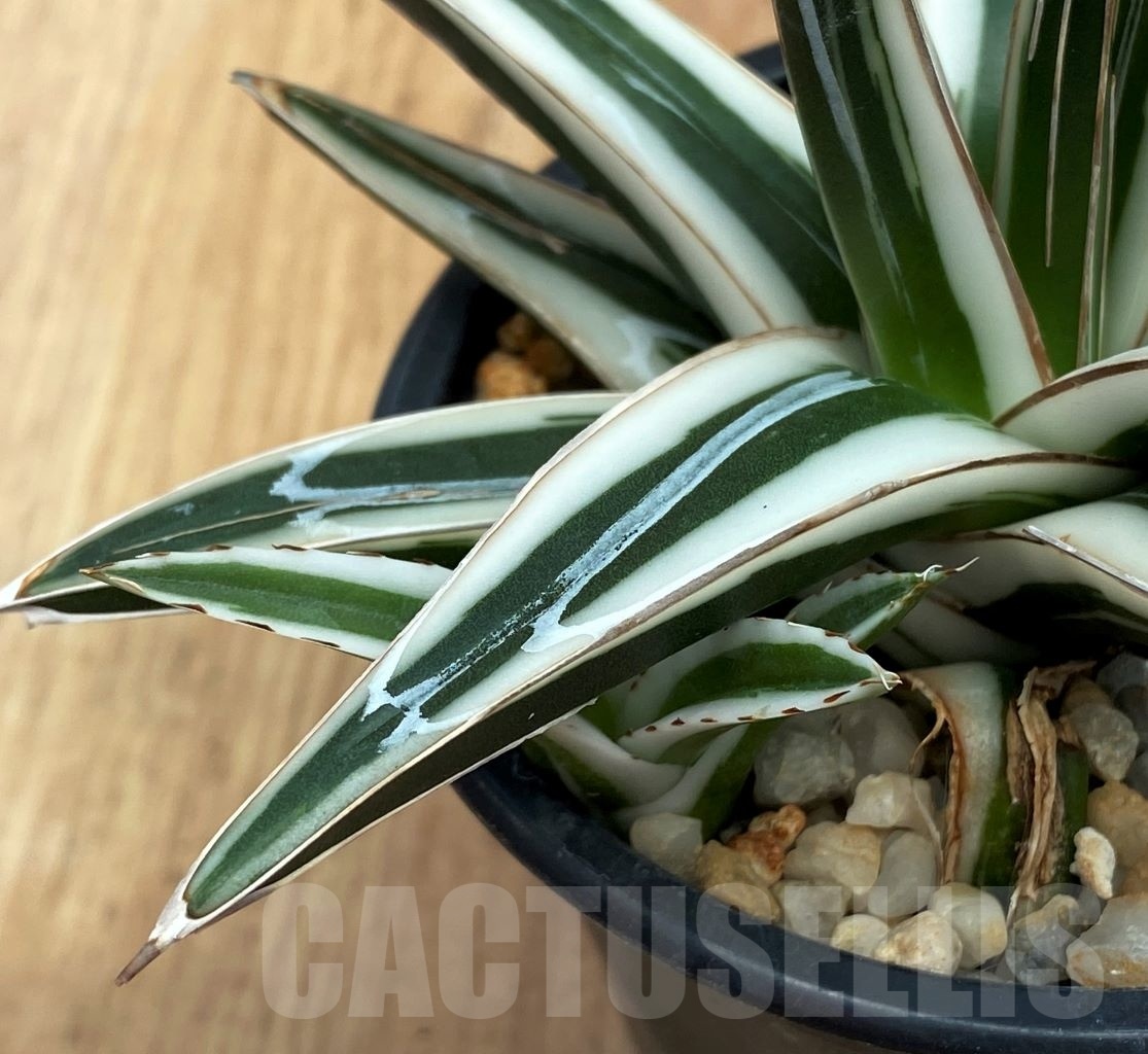 SHPR10574 Agave Victoriae Reginae White Rhino - Image 4