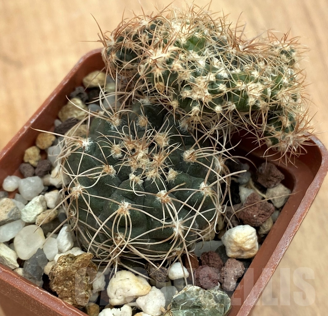 SHPR10575 Gymnocalycium aff. bruchii
