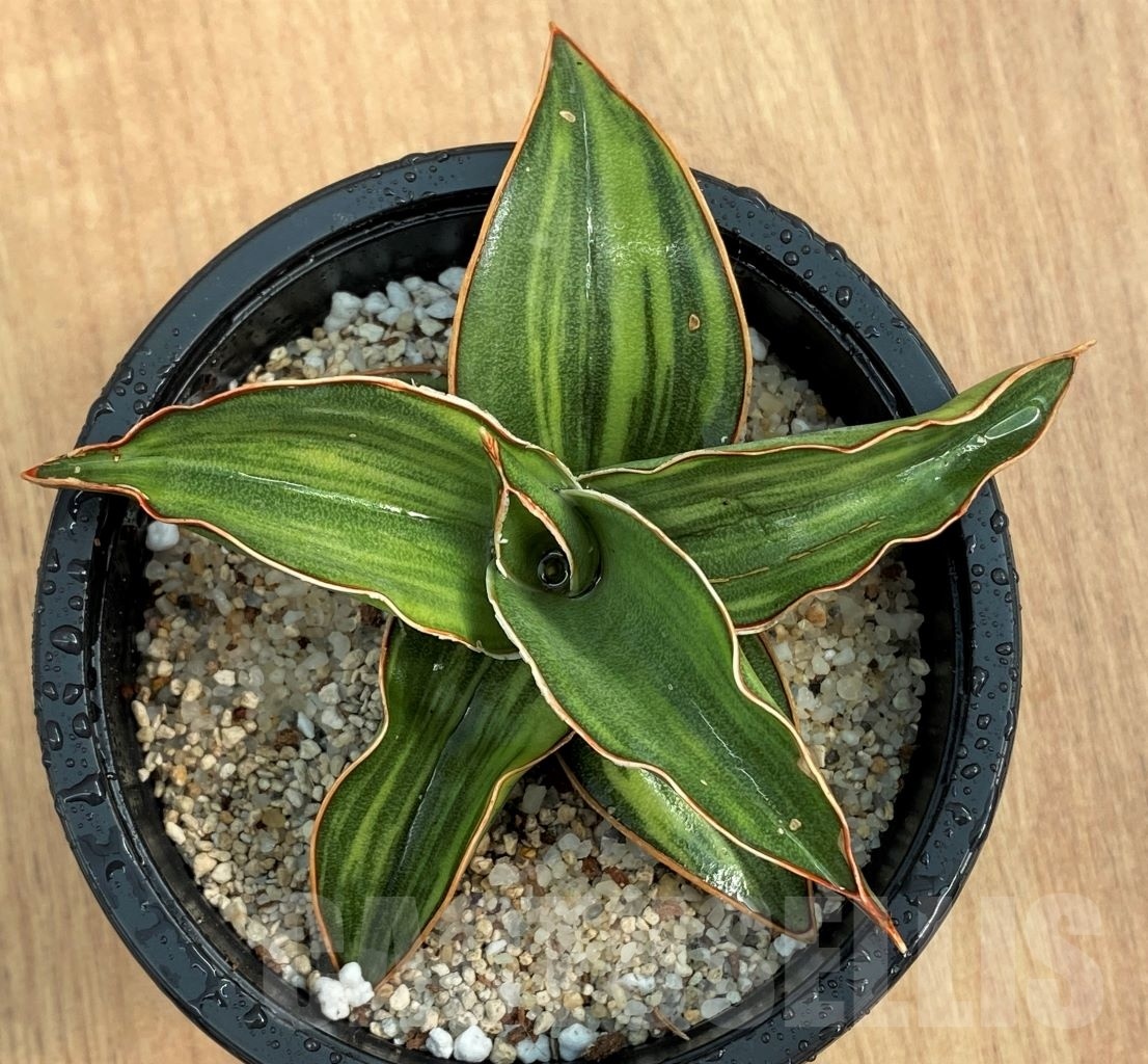 SHPR10583 Sansevieria Blue Leaf - immagine 2