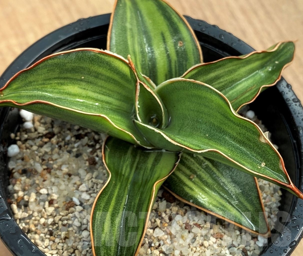 SHPR10583 Sansevieria Blue Leaf