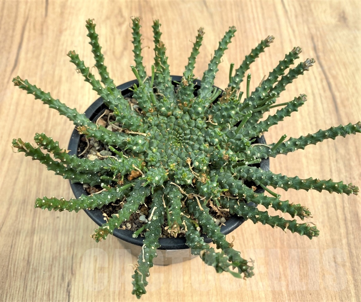 SHPR10585 Euphorbia pugniformis