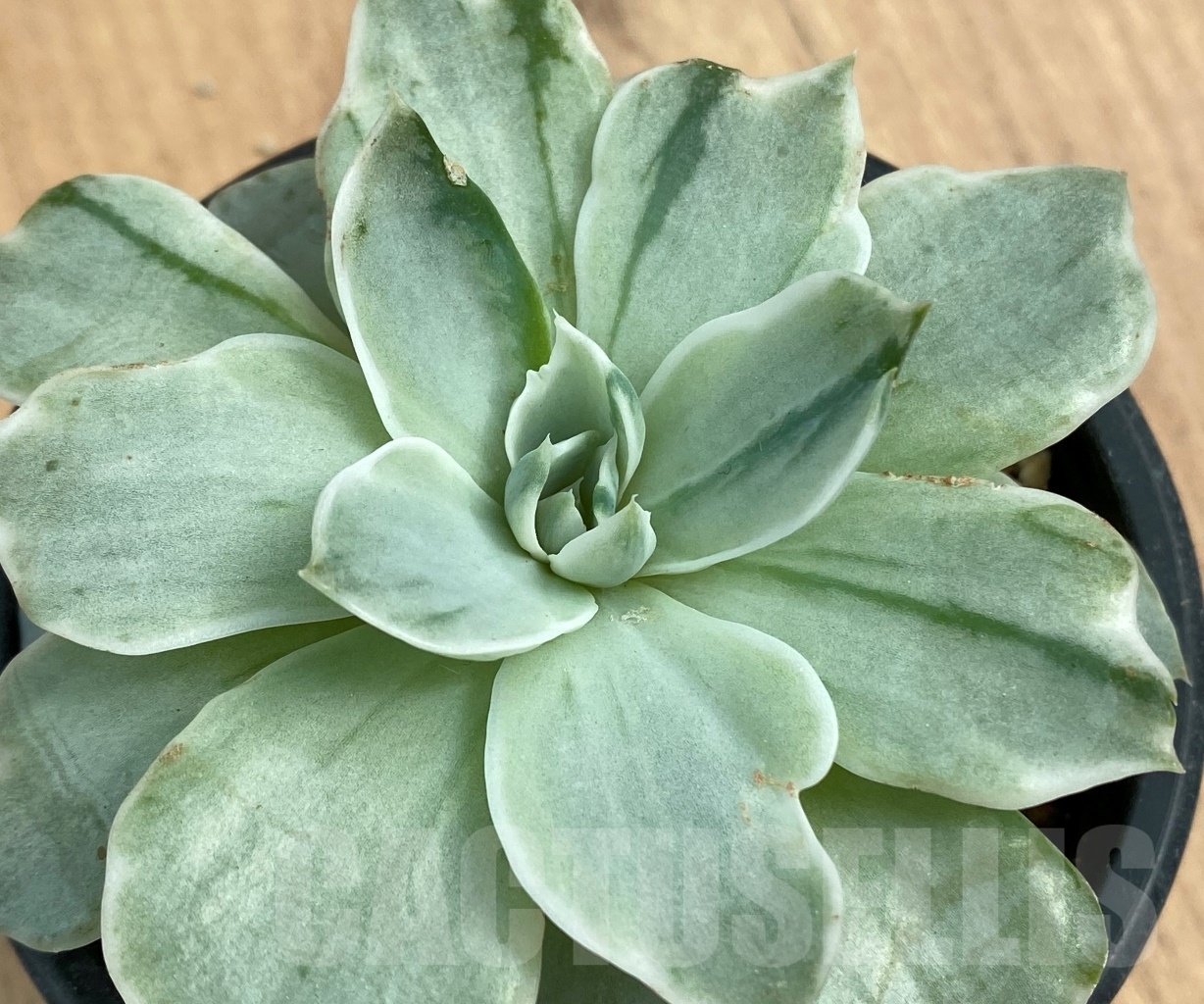 SHPR10587 Echeveria 'Silver Queen' f. variegata