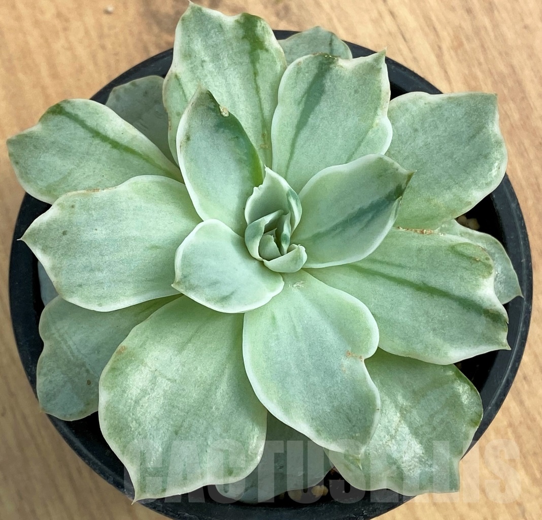 SHPR10587 Echeveria 'Silver Queen' f. variegata - Image 2
