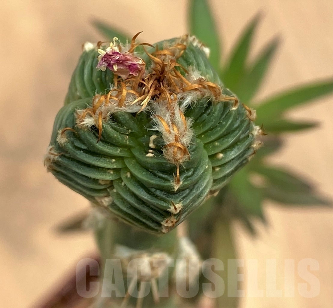 SHPR10589 Aztekium valdezii, grafted, seedling - Image 2