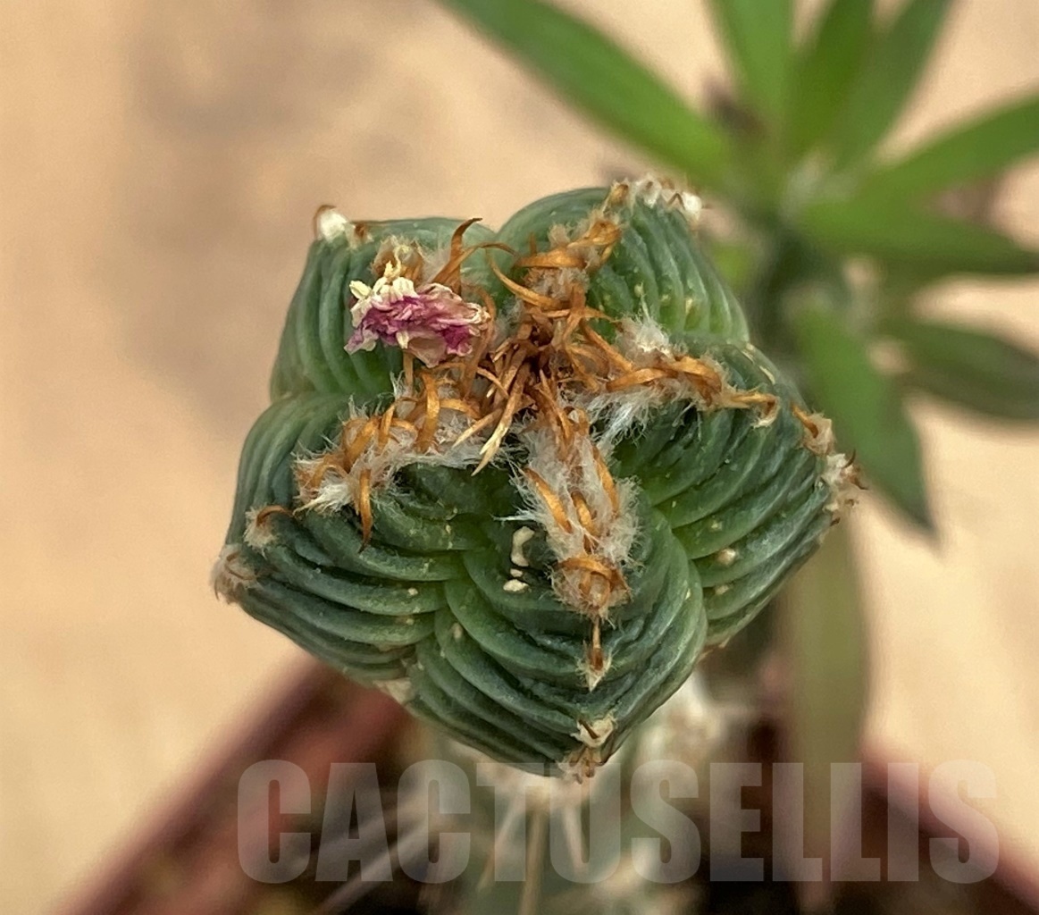 SHPR10589 Aztekium valdezii, grafted, seedling