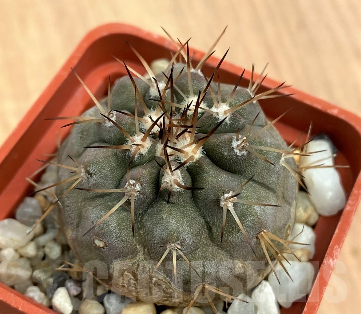 SHPR10590 Copiapoa cinerea v. albispina - Image 2