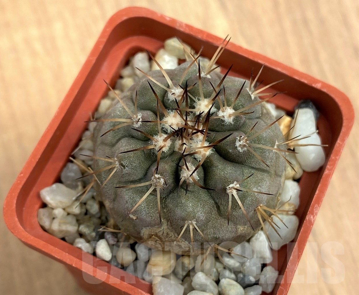 SHPR10590 Copiapoa cinerea v. albispina