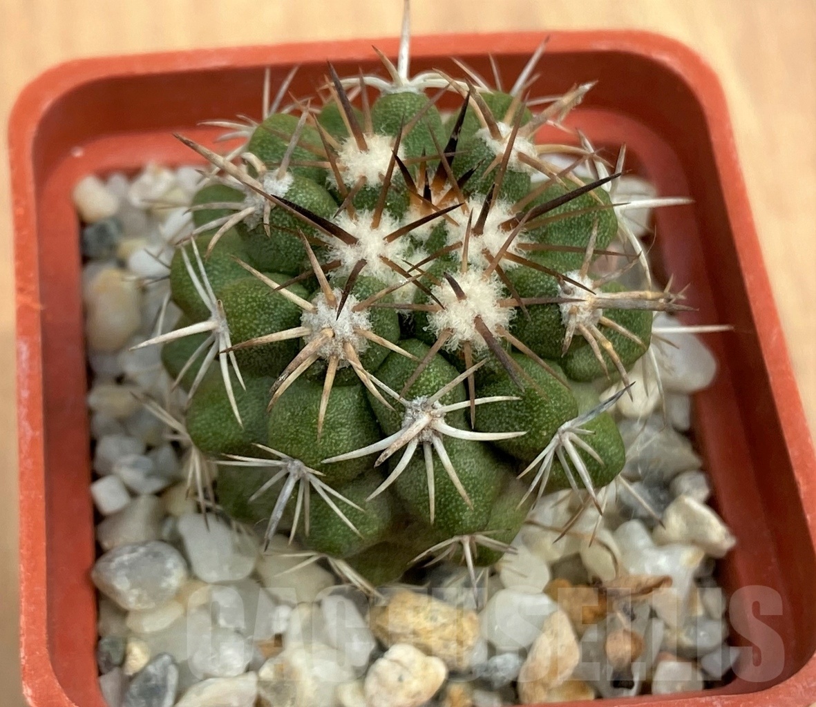 SHPR10591 Copiapoa desertorum KK 1863 - Image 2