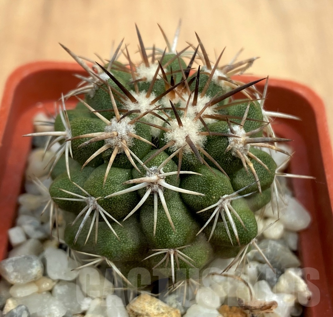 SHPR10591 Copiapoa desertorum KK 1863