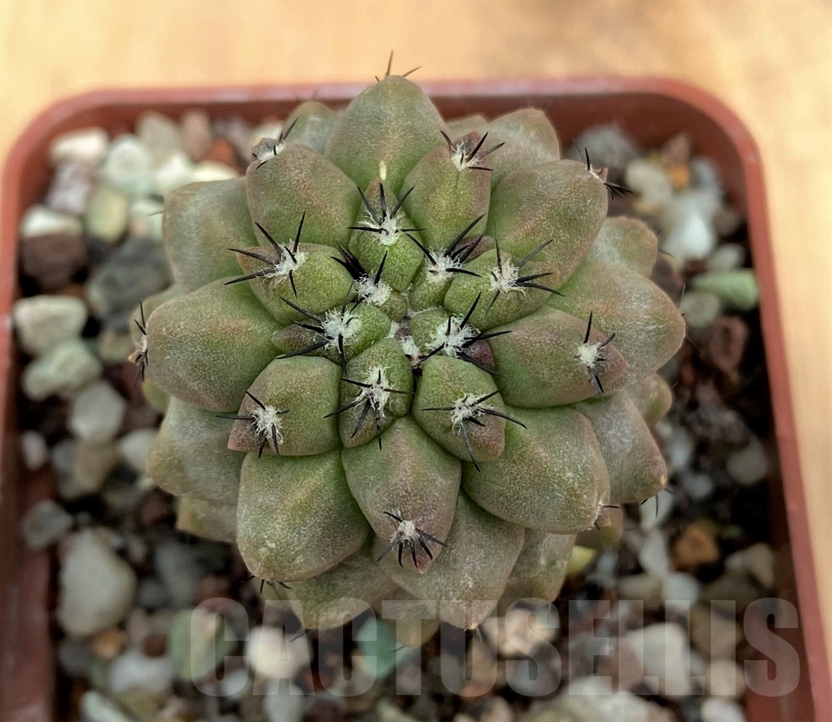 SHPR10593 Copiapoa montana - immagine 2