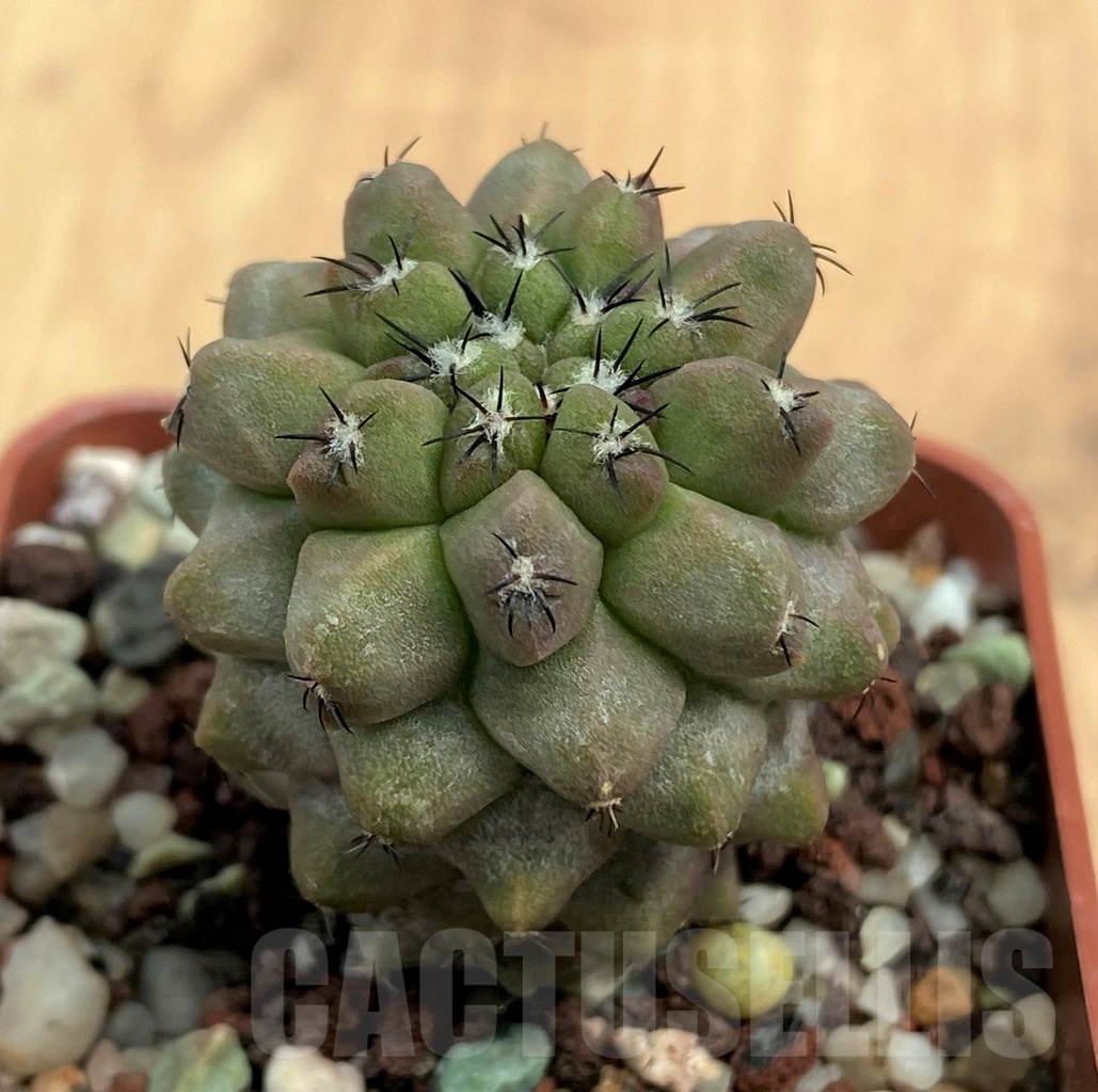 SHPR10593 Copiapoa montana