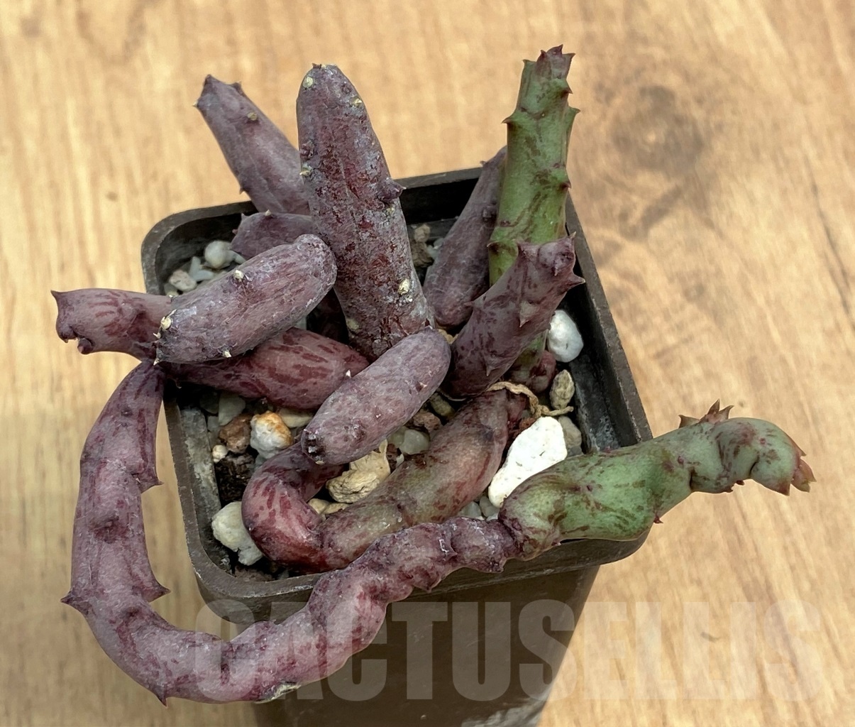 SHPR10595 Stapelianthus hardyi