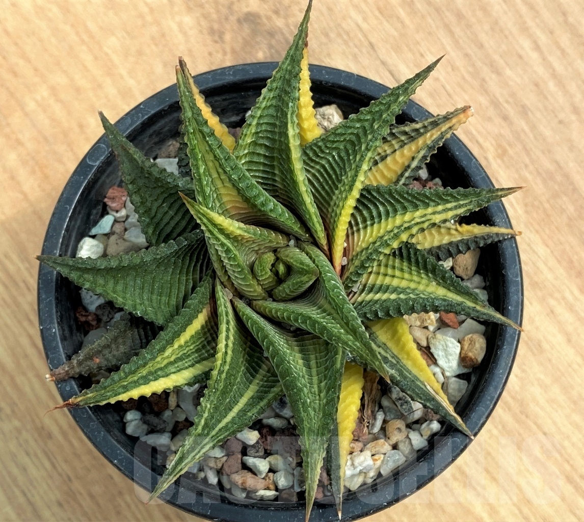 SHPR10596 Haworthia limifolia f. variegata
