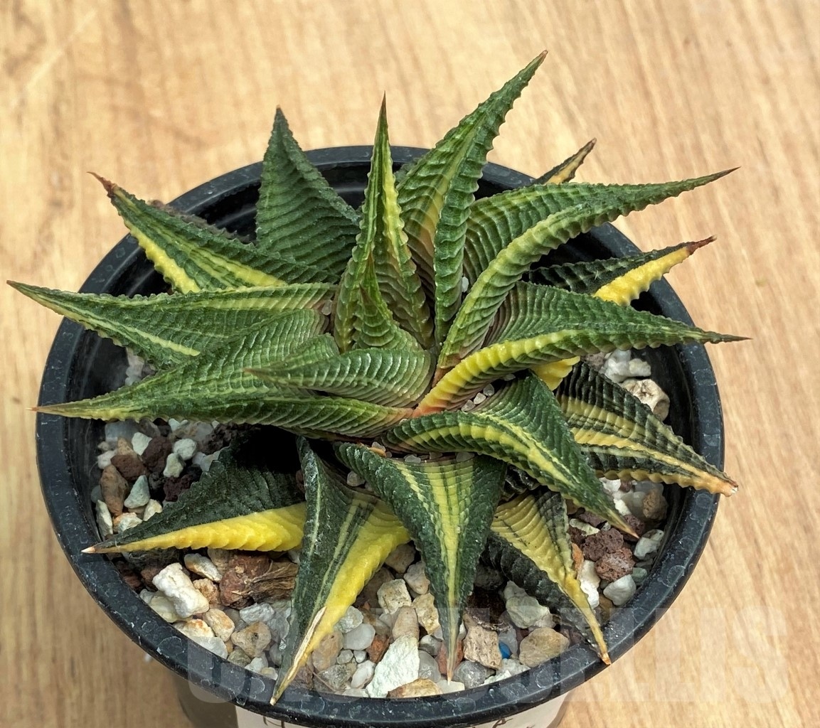 SHPR10596 Haworthia limifolia f. variegata - Image 2