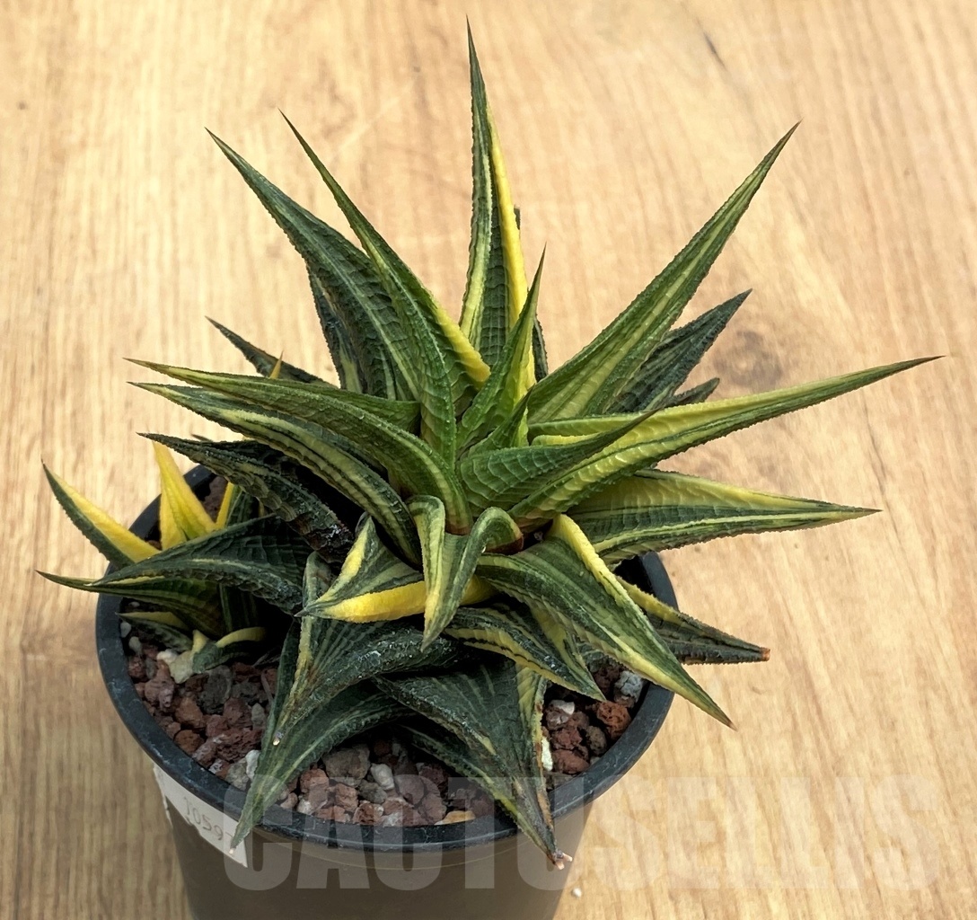 SHPR10597 Haworthia limifolia hybrid f. variegata - Imagen 2