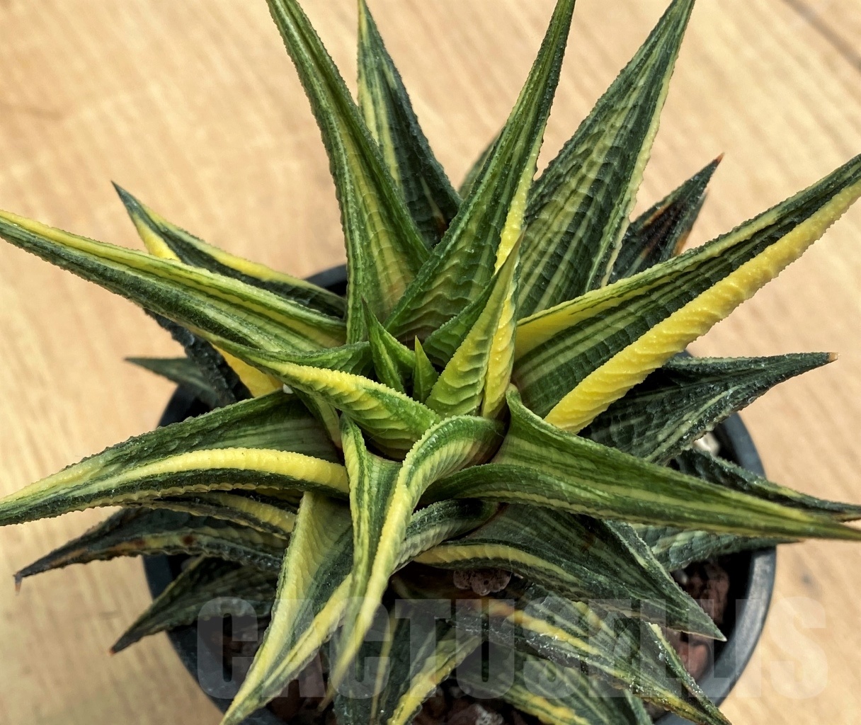 SHPR10597 Haworthia limifolia hybrid f. variegata