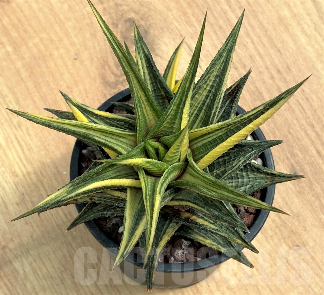 SHPR10597 Haworthia limifolia hybrid f. variegata - Imagen 3
