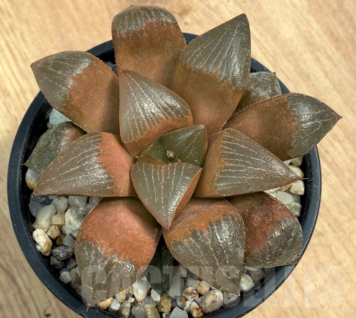 SHPR10598 Haworthia retusa 'Ruby Star'