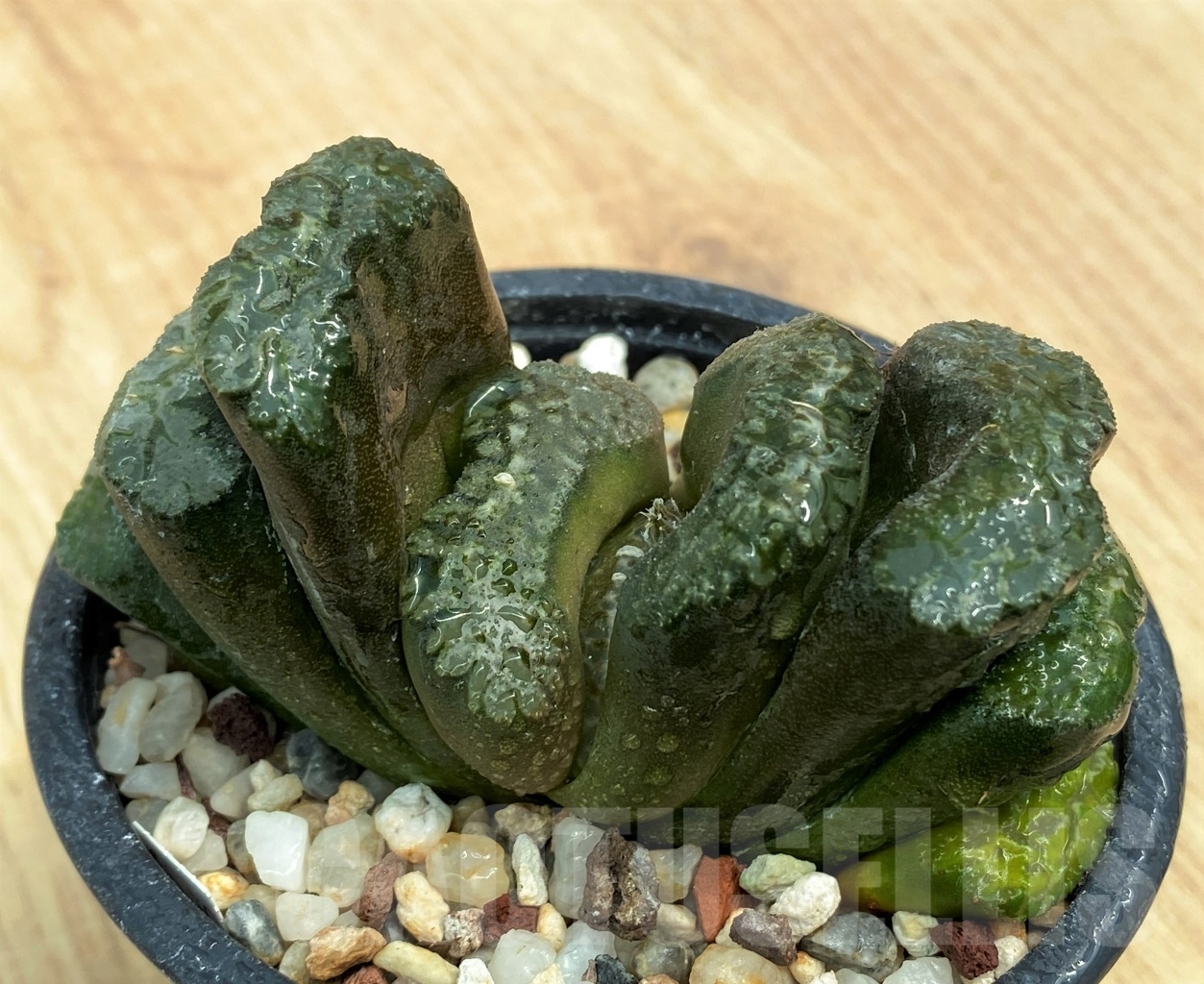 SHPR10599 Haworthia truncata 'Big Black Nephrite'