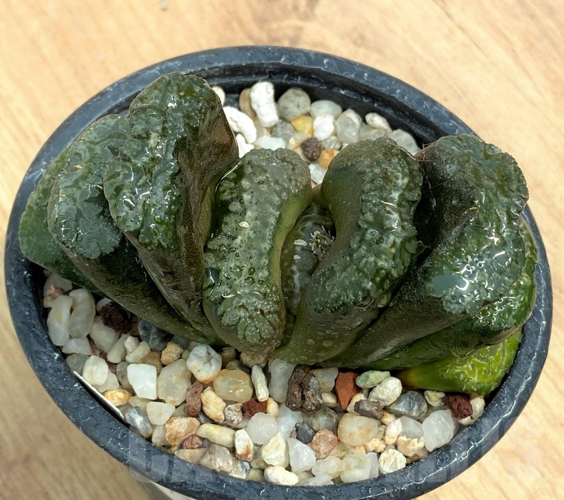 SHPR10599 Haworthia truncata 'Big Black Nephrite' - Image 2