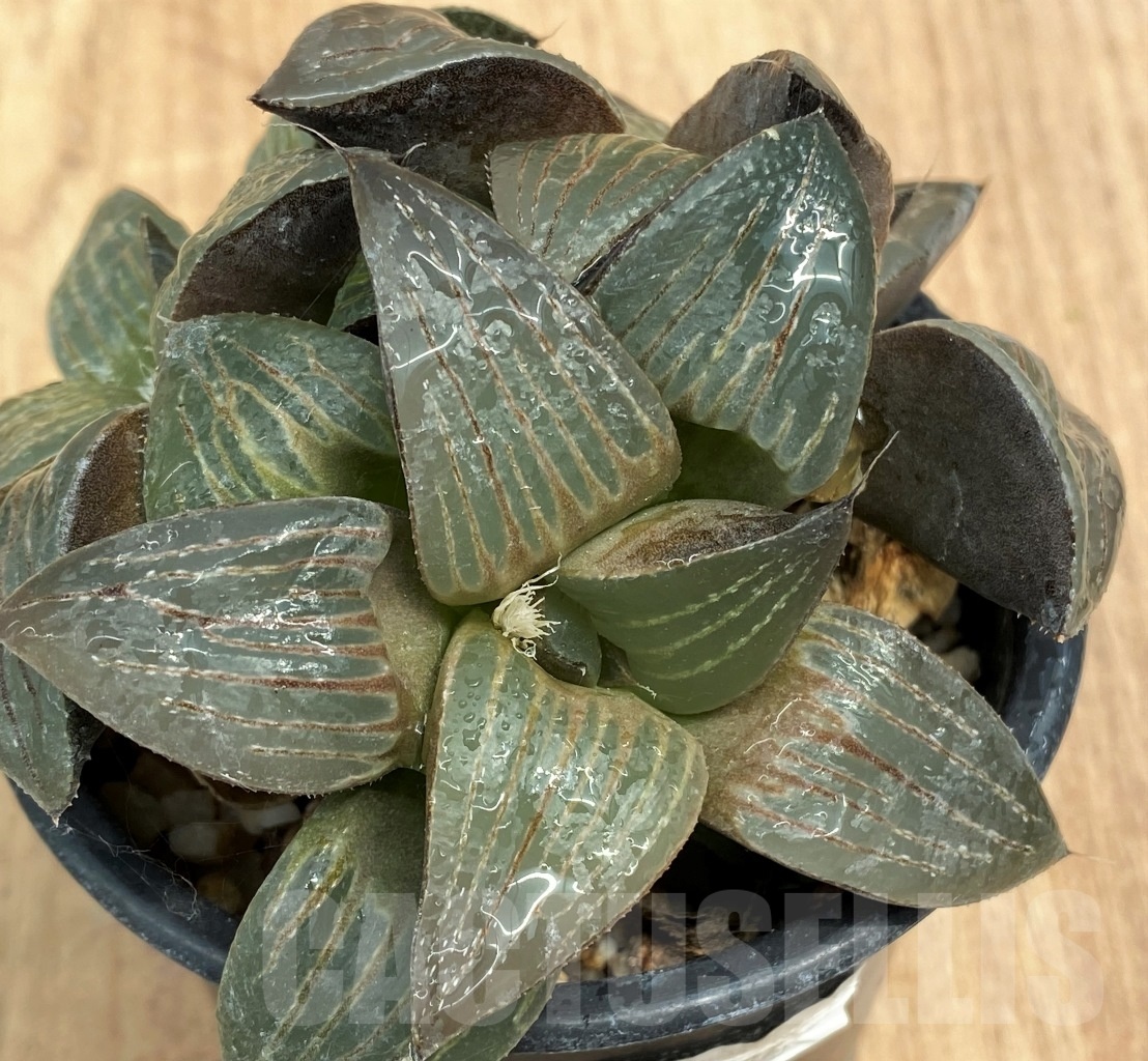SHPR10602 Haworthia 'Black Star'