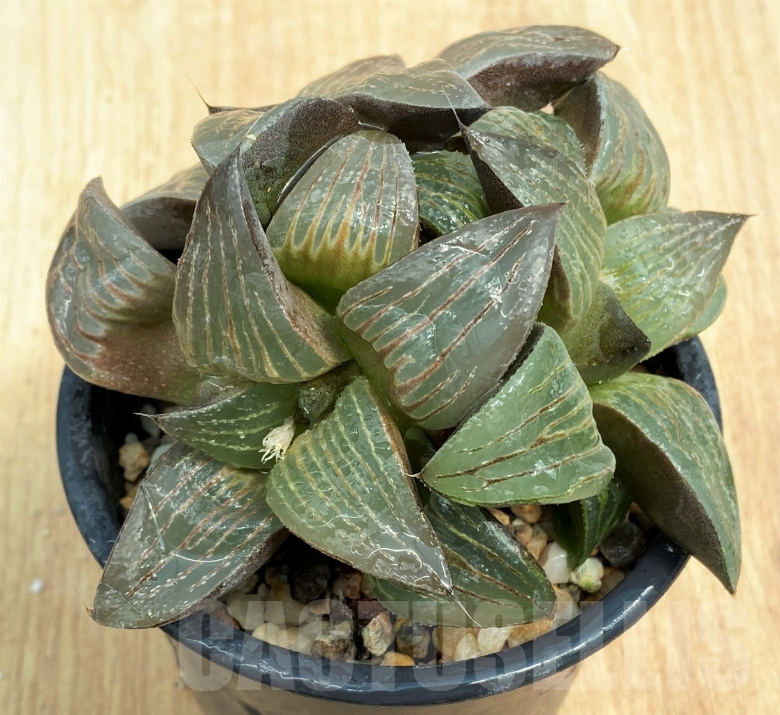 SHPR10602 Haworthia 'Black Star' - 画像 (2)