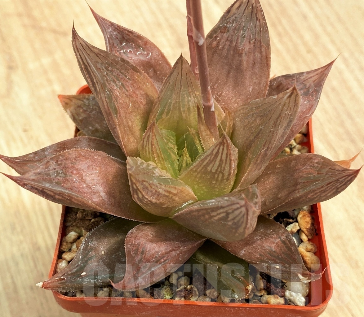 SHPR10603 Haworthia ‘Yuuhi’ leightonii hybrid HLAX-4 ex. - Image 2